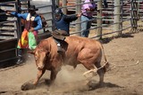 Bull Riding Foire de Koumac et du Nord 2016 Nouvelle-Calédonie