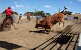 Travail des stockmen dans les rodéo Foire de Koumac et du Nord 2016 Nouvelle-Calédonie