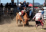 Arène de rodéo Foire de Koumac et du Nord 2016 Nouvelle-Calédonie