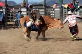 Bull riding clown et rider Foire de Koumac et du Nord 2016 Nouvelle-Calédonie