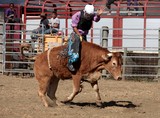 Rodéoman sur un taureau Foire de Koumac et du Nord 2016 Nouvelle-Calédonie