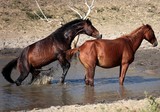 Wild horses couple reproduction New Caledonia island animal photography great shot