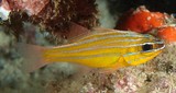 Ostorhinchus properuptus Southern orange-lined cardinal fish New Caledonia five narrow silvery stripes on body