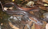 Anguilla megastoma Pacific longfin eel New Caledonia Koumac stream