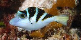 Canthigaster axiologus juvenile New Caledonia Pacific Crowned Toby orange spots