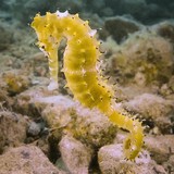 Hippocampus histrix Thorny seahorse New Caledonia