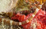 Corythoichthys amplexus Obi-ishi-yôji オビイシヨウジ ニューカレドニア