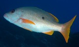 Lutjanus monostigma Perche à tache noire Nouvelle-Calédonie Lutjanidae à queue jaune