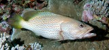 Anyperodon leucogrammicus Mérou élégant Loche à lignes blanches Nouvelle-Calédonie poisson lagon
