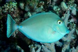 Naso unicornis Bluespine unicornfish Juvenile New Caledonia olivaceous with blue peduncular plates and spines