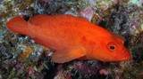 Cephalopholis spiloparaea Orange-red pigmy grouper New Caledonia reef fish