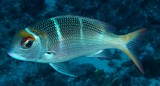 Monotaxis heterodon Redfin bream New Caledonia black spot at base of pectoral fins