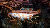 Oxycheilinus arenatus Labre à une ligne juvénile Nouvelle-Calédonie poisson des profondeurs