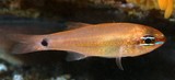 Ostorhinchus capricornis subalte fish New Caledonia Apogonidae family