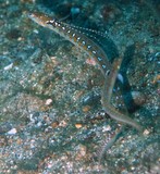Trichonotus elegans Plongeur de sable élégant Nouvelle-Calédonie