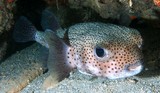 Diodon hystrix spot-fin porcupinefish New Caledonia diving underwater picture