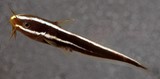Plotosus lineatus Striped eel catfish juvenile 30 mm New Caledonia aquarium picture