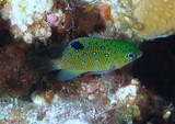 Stegastes lacrymatus Whitespotted devil Juvenile New Caledonia reef photography fish collection