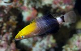 Bodianus loxozonus Blackfin wrasse New Caledonia fish identification