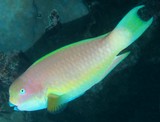 Chlorurus microrhinos New Caledonia Pacific steephead parrotfish Rare Uniformly yellowish-tan individuals pink orange