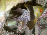 Sphaeramia nematoptera Pajama cardinalfish New Caledonia aquarium fish apogonidae