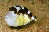 Abalistes stellatus Flat-tailed Triggerfish juvenile New Caledonia オキハギ  ニューカレドニア