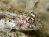 Arcygobius baliurus Gobiidae famille Nouvelle-Calédonie poisson du  lagon