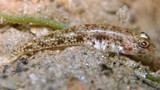 Arcygobius baliurus 莫桑比克妙音鰕虎魚 新喀里多尼亞