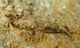 Callionymus keeleyi Dragonnet de Keeley Juvénile Nouvelle-Calédonie poisson avec grande nageoire dorsale
