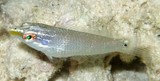 Halichoeres trimaculatus Three-spot rainbowfish New Caledonia fish lagoon reef sand