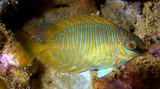 Siganus doliatus Pencil-straeked rabbitfish juvenile New Caledonia description lagoon fish