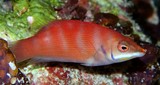 Pseudocheilinus evanidus Weißbart-Zwerglippfisch Weißwangen-Lippfisch 姬擬唇魚 New Caledonia