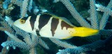 Plectropomus laevis コクハンアラ ニューカレドニア 黒と白の魚