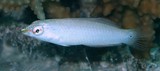 Halichoeres trimaculatus femelle Nouvelle-Calédonie inventaire poisson lagon Calédonien