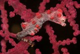 Hippocampus bargibanti Hippocampe pygmée rose Nouvelle-Calédonie
