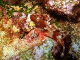 Parascorpaena picta Painted stingfish New Caledonia