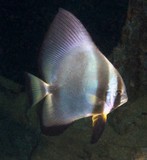 Platax orbicularis Platax rond Nouvelle-Calédonie Poisson de couleur argentée