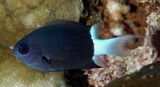 Pycnochromis margaritifer Demoiselle noire et blanche Nouvelle-Calédonie poisson du lagon