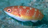 Cirrhilabrus bathyphilus Labre des profondeurs Nouvelle-Calédonie famille des Labridae poisson