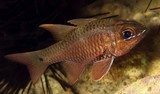 Ostorhinchus norfolcensis Norfolk poisson du lagon Calédonien