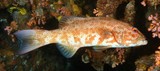 Plectropomus leopardus スジアラ ニューカレドニア パラダイスの魚