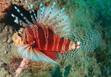 Dendrochirus zebra Minokasago キリンミノ ニューカレドニア