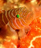 Priolepis akihitoi Emperor reefgoby New Caledonia lagoon fish