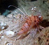 Pteropterus antennatus Pterois antennata Nettai-minokasago ネッタイミノカサゴ ニューカレドニア