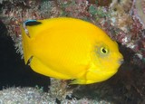Centropyge heraldi Woodhead's angelfish New Caledonia bright yellow orange