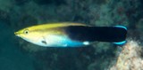 Labroides pectoralis Nettoyeur à tache noire Nouvelle-Calédonie poisson récif frangeant