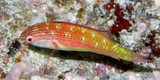 Cirrhilabrus bathyphilus Labre des profondeurs Nouvelle-Calédonie poisson abord des passes