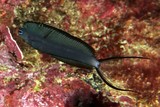 Plagiotremus laudandus Poison-fang blenny mimic New Caledonia Grey black fish