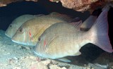 Lethrinus lentjan Bossu d’herbe Nouvelle-Calédonie tache rouge opercule