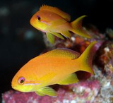 Pseudanthias squamipinnis Barbier à queue de lyre Nouvelle-Calédonie poisson du récif lagon aquarium